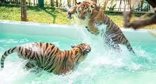 Tiger Park Phuket Visit